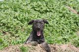 BOUVIER DES ARDENNES 364